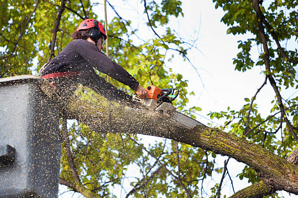 Best Leaf Removal  in Belleville, MI